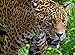 HSYE Puzzle Animal Adulto 500pc Puzzle Jaguar Big Cat Animal 52x38cm
