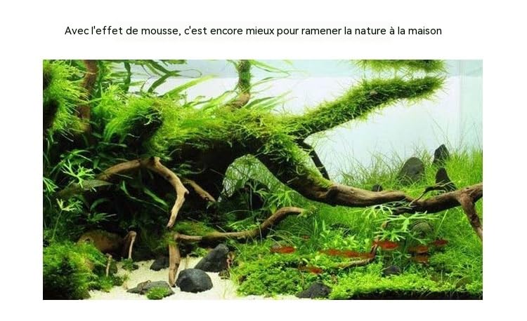 Lot décor aquarium bois flotté racine d'azalée taille 15 à 20 cm formes aléatoires, support pour mousses aquatiques, élément naturel d'aquascaping pour aménager votre bac à poissons domestique (4)