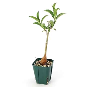 3月入荷 200粒 バオバブ アダンソニア ディギタータ 種 種子 証明書あり2 種子50粒 アダンソニア・マダガスカリエンシス（バオバブの木