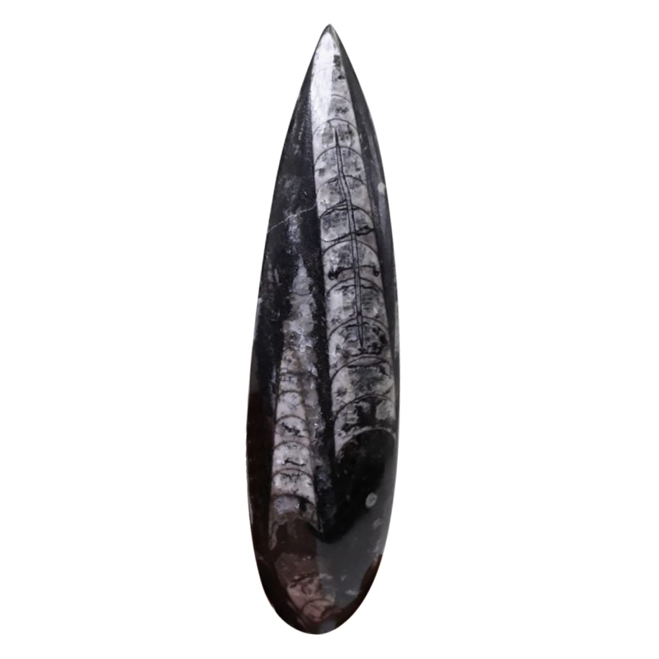 Fósil de Orthoceras Negro de Mineral, Muestra Didáctica
