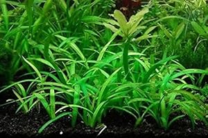 8x Dwarf Sagittaria Subulata: Verdant Greenery for Thriving Aquariums