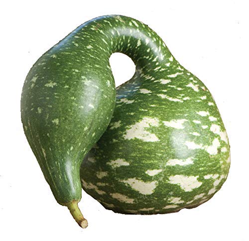 Speckled Swan Gourd Squash Seeds For Planting, 15 Heirloom Seeds Per Packet, (Isla's Garden Seeds), Non Gmo Seeds, Botanical Name: Lagenaria Siceraria 'Speckled Swan', Great Home Garden Gift #TOP2