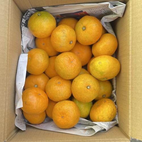 蔵出し 福岡県産 里山の無農薬みかん 箱込約2kg以上(およそ30~15個) 100g不良果実補償分を含む 化学肥料農薬不使用 みかん 無農薬 フルーツマイスター