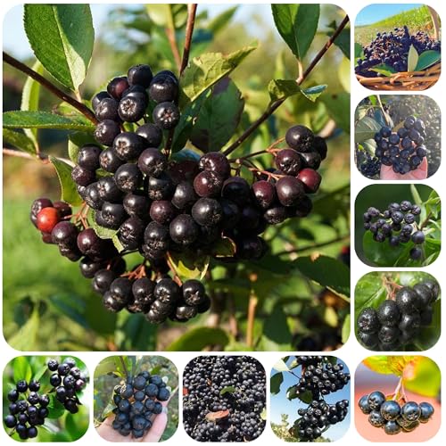 Semillas orgánicas de bayas de aronia maceta camas elevadas para jardín plantas en macetas resistentes árboles frutales hierbas balcón plantas exóticas planta decorativa semillas de 300pcs