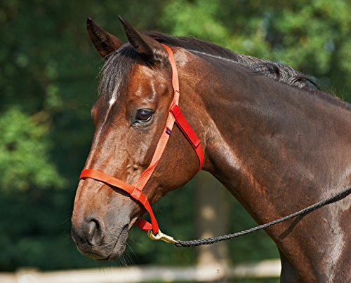 Halfter Weide royalblau talla SH para caballos en pasto 3