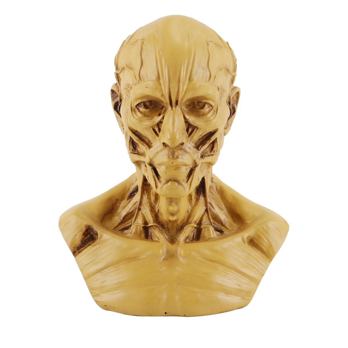 Voanzo Yellow Resin Human Model Anatomy Skull Head Muscle Bone Medical Model Mini Size(Yellow)