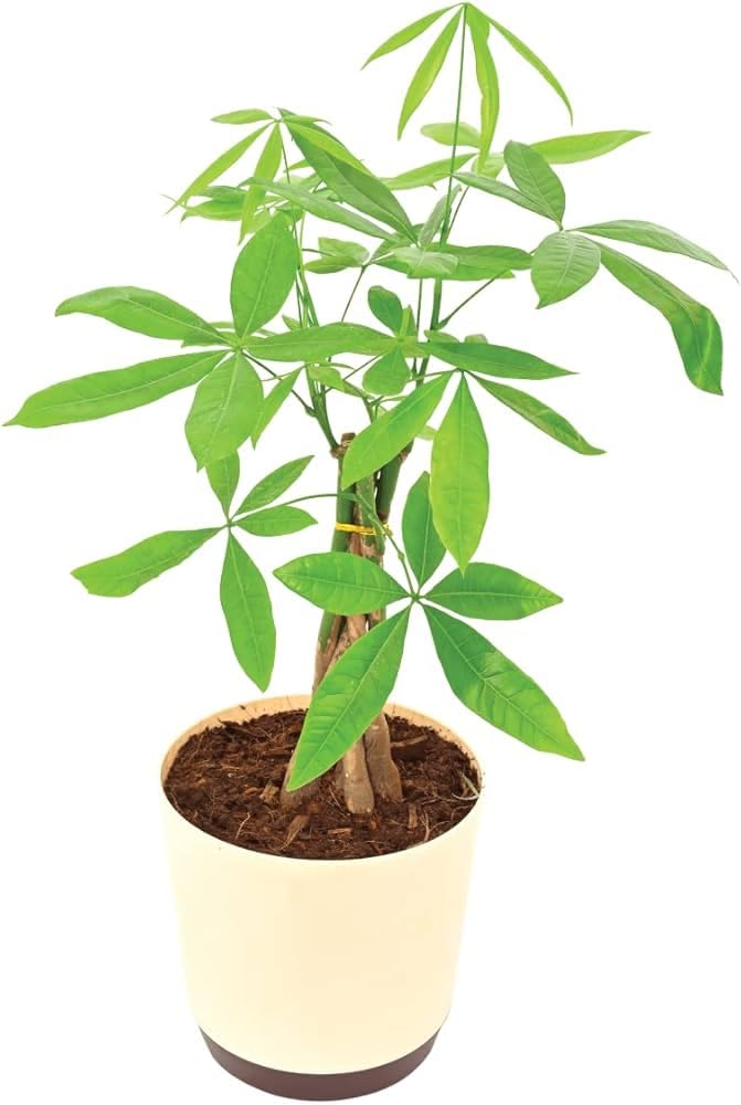 Live Money Tree Plant Pachira Aquatica with Braided Trunk le2 | Lucky Indoor Plant, Home & Office Use, Easy Care, Pack of 1, Potted Plant-picture-31