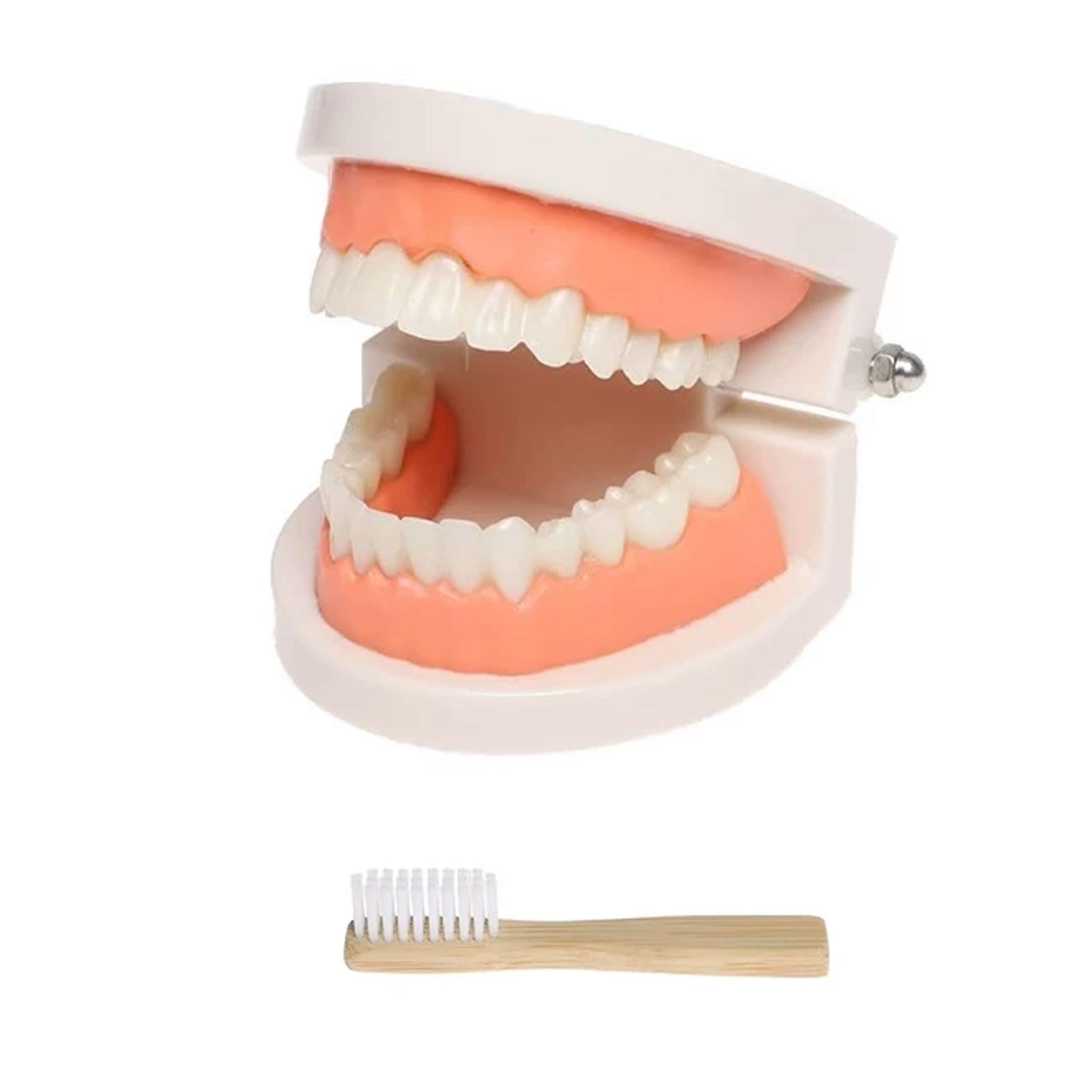 ttnmrc Montessori Teeth Brushing Model, Kids Dental Teaching Model with Toothbrush, Children Oral Hygiene Education Toy