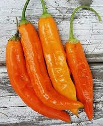 TOMHHY 100 Seeds : USA Heirloom Organic Aji Amarillo Hot Pepper 25-200 Seeds