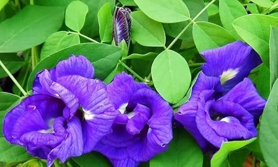 Image of Rare Blue Aparajita Live Plant with Pot | Blue Butterfly Pea Clitoria Ternatea Flower Plant | Fast Growing Medicinal Flowering Creeper for Home Garden Balcony Terrace Outdoor Decor | Pack of 1