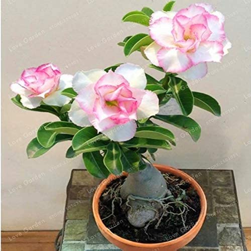 Cloud Farm Air Layered Adenium/Desert Roses Live Flower Plant CF_1515 (B0B9ZZJFGB) Amazon Price History, Amazon Price Tracker