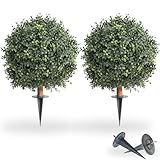 momoplant