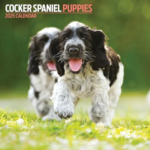 Calendario mensile: organizza i tuoi mesi con gli spaziosi blocchi giornalieri del calendario. Ognuno ha molto spazio per scrivere appunti e tenere traccia dei tuoi prossimi appuntamenti veterinari, compleanni e vacanze.