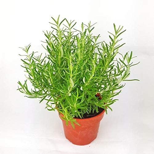 See full amazon price history chart for MSK EVER GREEN Rosemary Herb Plant Indoor Plant For Home and Garden with Pot (Pack of 1) (green) MSK EVER GREEN Rosemary Herb Plant Indoor Plant For Home and Garden with Pot (Pack of 1) (green) (B0CTFB17HB) Amazon Price History, Amazon Price Tracker