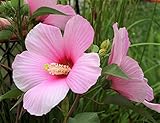 Rose Mallow Flower Seeds,50 Count COOL BEANS N SPROUTS Brand. Non-GMO. Home Gardening.