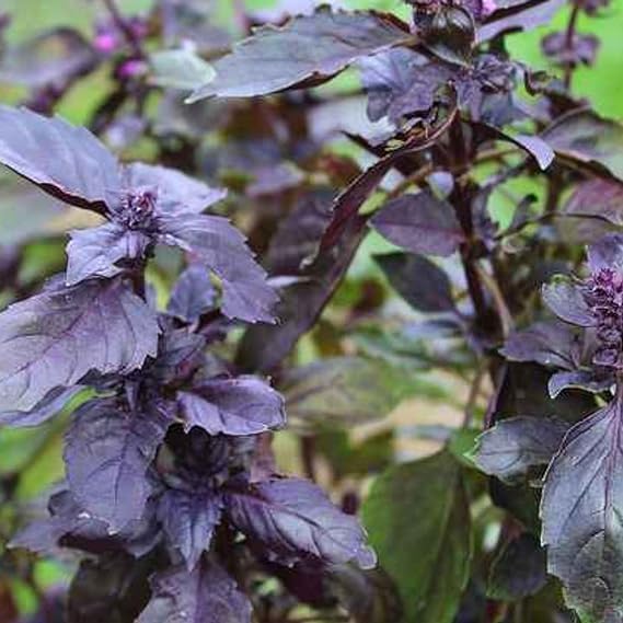 Greenursery Herbal Krishna Black Tulsi Live Plant with Pot Medicinal (Tulsi Black) (B0CRGZZ5KZ) Amazon Price History, Amazon Price Tracker