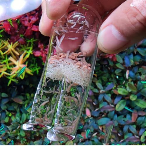 HIERYAN Planaria Trap Catch, Clear Trap Catcher for Cherry Shrimp Crystal Red Shrimp Dwarf Shrimp...