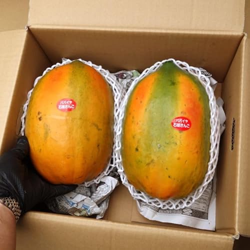 �t���[�c�p�p�C���i�i�킨�C���j1�L���i1�`2�ʁj �� ���ꌧ�Y