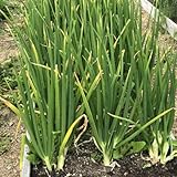 10 Egyptian Walking Onions Plants for Planting, Large Onion Bulbs Plants for Planting Outdoors Garden, Perennial Onion, Easy to Grow, Cold Hardy for Home Garden