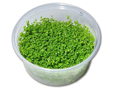 Micranthemum "Monte Carlo" - In-Vitro