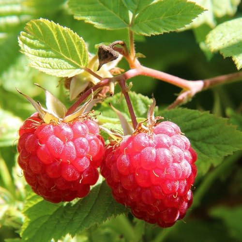 Le Framboisier cover art