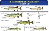 Pike Family Ident-I-Card - Freshwater Fish Identification Card