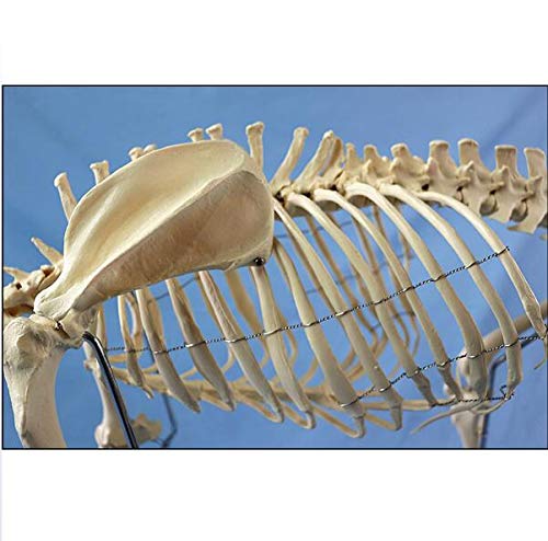 Hund Tieranatomie Extra Groß Hundeskelett Exemplar Modell Tieranatomie Lehrmodell Hunde 87X38X65CM Mit Kunststoffhalter Für Schule Krankenhaus
