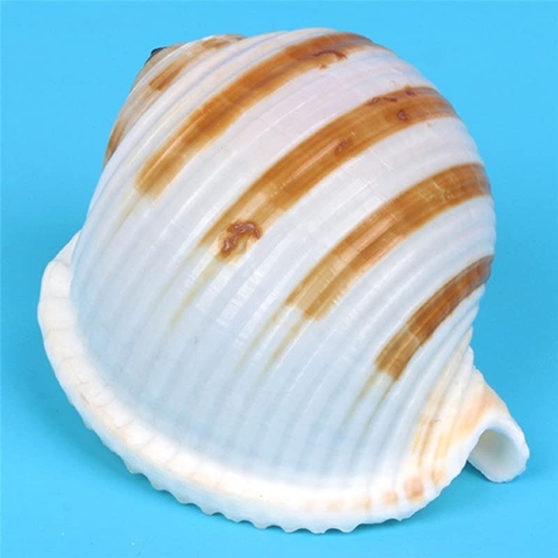 Coquillages de mer naturels et conque rayée pour décoration d'aquarium - 4
