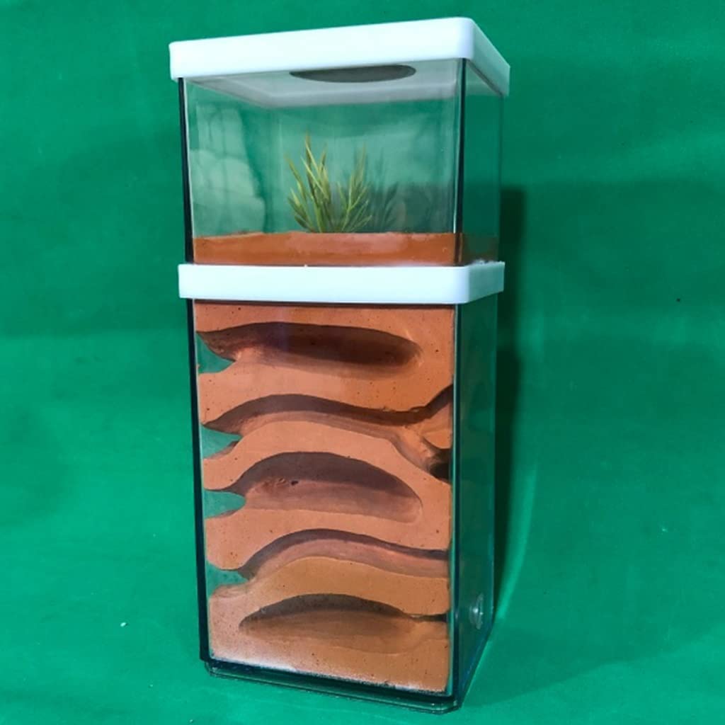 Formicaio Fai Da Te In Acrilico E Legno - Terrario Per Formiche Con Area Alimentazione | Kit Educativo - Foto 9