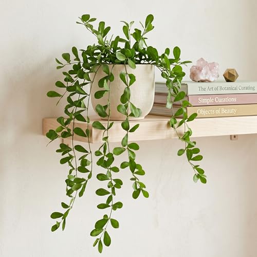 Image of Dekorly 2 Pack Artificial Plants Artificial Hanging Plants Faux Eucalyptus Leaf Greenery Fake Hanging Eucalyptus Plant (Green) (2, Cherry) (2, Green 02)
