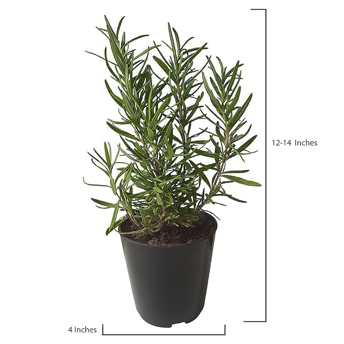 Image of Live Rosemary Live Plant Herb Plant for Home and Garden Herb That Heals and Delights with Black Pot