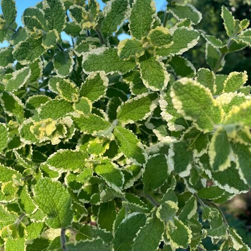 semi di menta, decorative per rari da giardino resistenti perenni 1000pcs