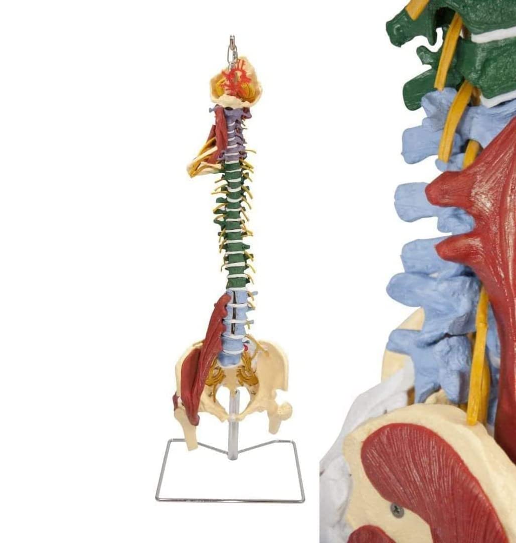 Modèle d'araignée humaine 85 cm haute précision avec pelvis complet et nerfs spinaux