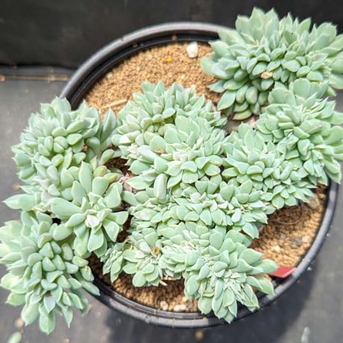 レア多肉植物シリーズエケベリアクラウド綴化inわけけのお店