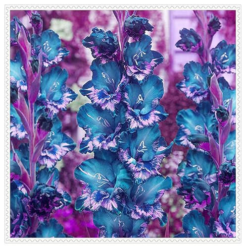 Gladiolus Bulbs UK,Gladiolus Plants for Garden,Potted-Plants-Rhizome,Excellent Display-5bulbs-G