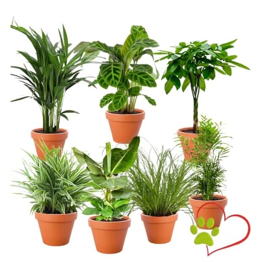 7er-Pflanzen-Set “Tierfreund”, +/- 30-60cm, ø 12-15cm Topf, Bergpalme, Glückskastanie, Bananenpflanze, Korbmarante, Goldfruchtpalme, Grünlilie, Katzengras, Ungiftig & Tierfreundlich