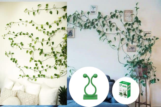 See full amazon price history chart for Leafy 90PCs Plant Support for Creepers. Slef-Adhesive Clips. Useful for Moneyplant Like Creepers. Durable Plant Clips. Feel Your Vines Flying on The Walls (Leafy Green, 90) Leafy 90PCs Plant Support for Creepers. Slef-Adhesive Clips. Useful for Moneyplant Like Creepers. Durable Plant Clips. Feel Your Vines Flying on The Walls (Leafy Green, 90) (B0C7QGZZDP) Amazon Price History, Amazon Price Tracker