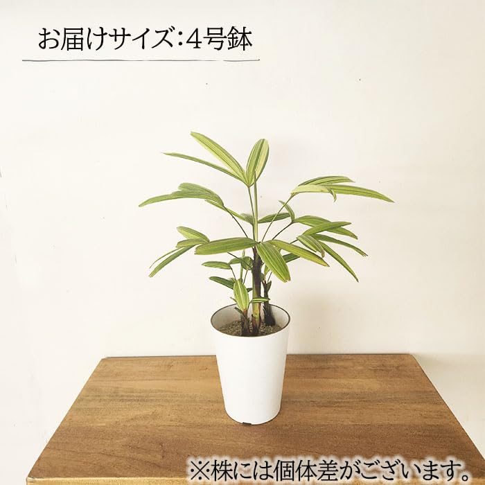 Amazon｜観葉植物 斑入り 観音竹 綾錦 カンノンチク 4号鉢 観葉植物