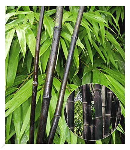 BALDUR Garten Schwarzer Bambus 'Black Pearl', 1 Pflanze, Fargesia nitida Blackpearl, winterhart, pflegeleicht, immergrün, schwarzer Bambus, Zierstrauch-Rarität