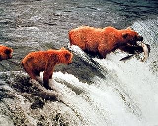 Impact Posters Gallery Wall Decor Grizzly Brown Bears in Alaska Catching Salmon Wildlife Animal Art Print Picture (8x10)