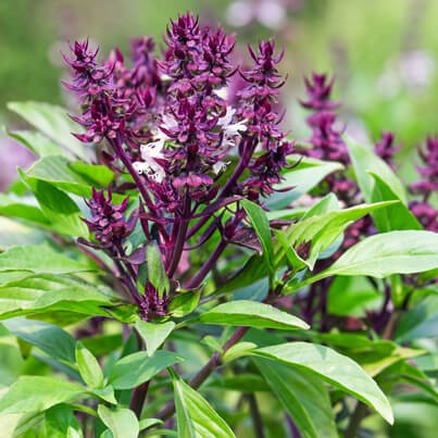 antioxidant nutritional supplements - HOLY BASIL EXTRACT (DIETARY SUPPLEMENT) - immune support supplement - tulsi holy basil - holy basil capsules - holy basil powder capsules - 1 Bottle 60 Capsules - Image 7