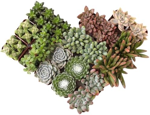 Altman Plants, Live Succulent Plants (20 Pack) Assorted Potted Su...