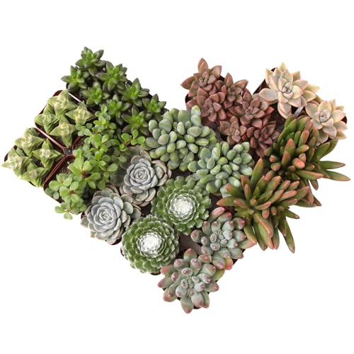 Altman Plants, Live Succulent Plants (20 Pack) Assorted Potted Succulents
