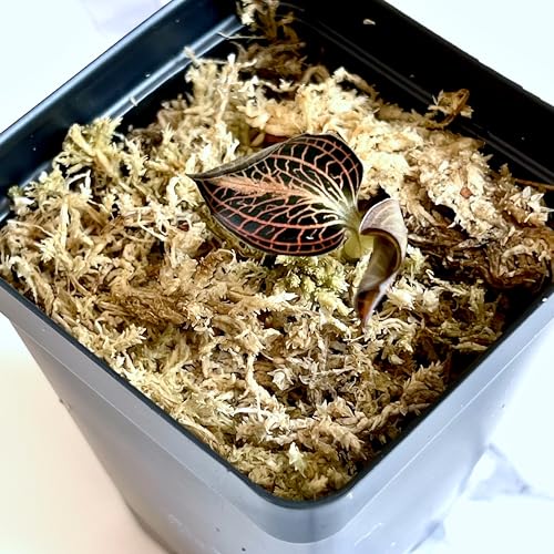 Anoectochilus albo-lineatus – Jewel Orchid with Velvet Green Leaves & Shimmering Silver Veins, Easy to Grow.