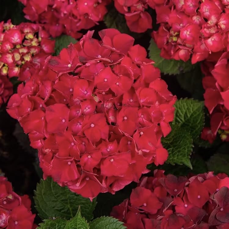 100 Graines D’hortensia – Mélange Variétés, Pour Extérieur, Facile à Cultiver