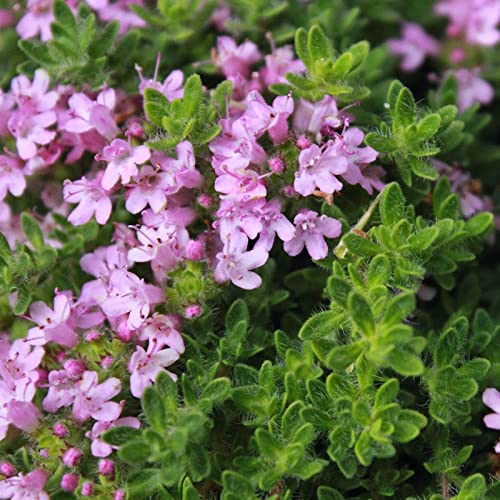 2000Pcs Creeping Thyme Seeds For Planting Outdoors Beautiful Ground Cover Plants #TOP1
