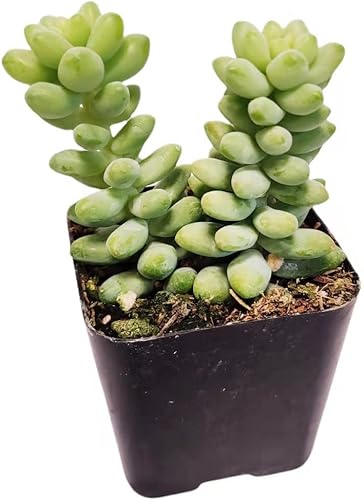 Vista 38 de Plantas de cactus suculentas vivas de USKC (maceta de 2 pulgadas)