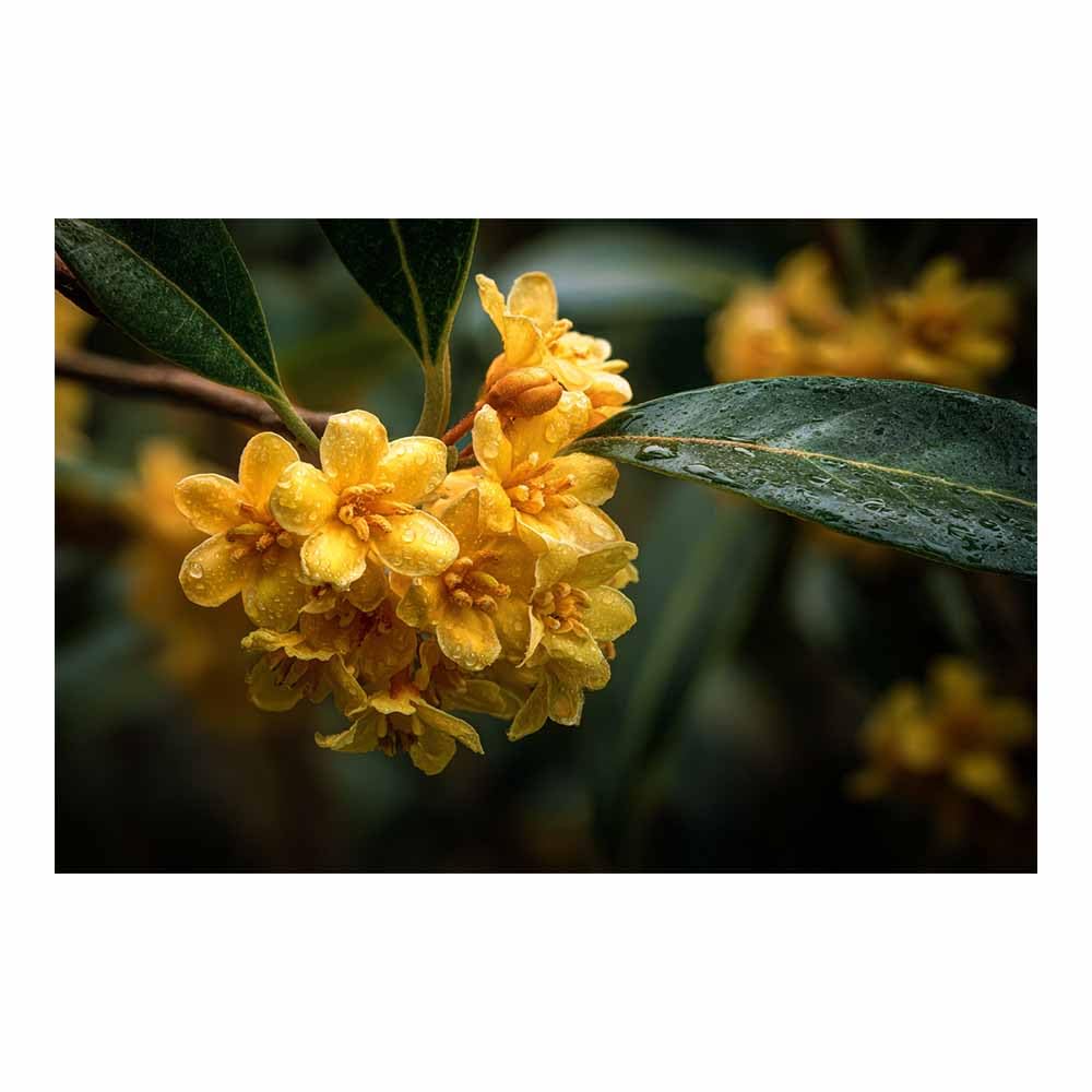 ZAMAEIU Landscape Wall Art Clusters of osmanthus dew Artwork for Walls, Canvas Prints Paintings Room Decor, for Bedroom Kitchen Office Fireplace Wall Decor(yellow)-30x50cm Unframed