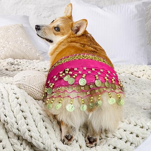 Disfraz para perro estilo danza del vientre con cadenas miniatura 2