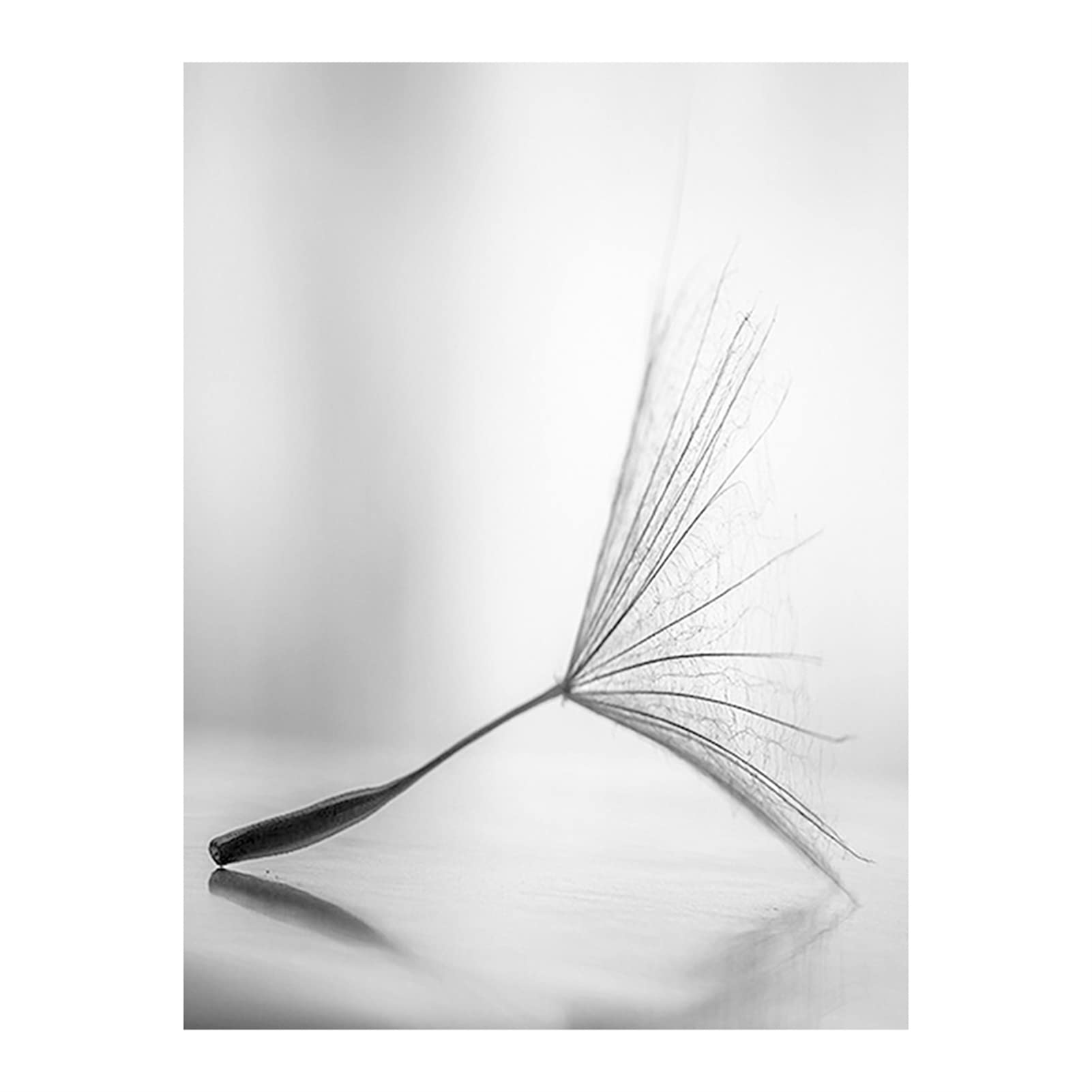 TROYSINC Set di 3 poster di design da parete, fiore di campo senza cornice, stampa su tela, poster d'arte in bianco e nero per la decorazione del soggiorno (50x70cm)